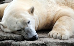 Desktop wallpaper. Animals. ID:35455