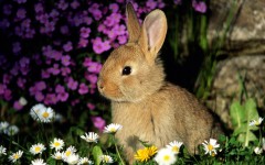 Desktop wallpaper. Animals. ID:35457
