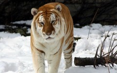 Desktop wallpaper. Animals. ID:35458