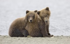 Desktop wallpaper. Animals. ID:35460