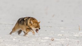 Desktop wallpaper. Animals. ID:98903