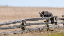 Desktop wallpaper. Animals. ID:98675