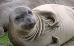 Desktop wallpaper. Animals. ID:35466