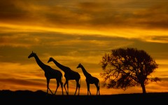 Desktop wallpaper. Animals. ID:35467