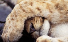 Desktop wallpaper. Animals. ID:35468