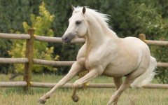Desktop wallpaper. Animals. ID:35472