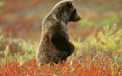 Desktop wallpaper. Animals. ID:35479