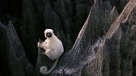 Desktop wallpaper. Animals. ID:98613
