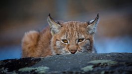 Desktop wallpaper. Animals. ID:98487