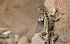 Desktop wallpaper. Animals. ID:35496