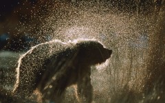 Desktop image. Animals. ID:35505