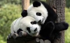 Desktop image. Animals. ID:35506