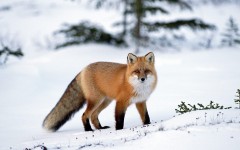 Desktop image. Animals. ID:35507
