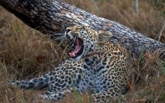 Desktop image. Animals. ID:35508
