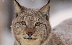 Desktop image. Animals. ID:35511