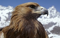 Desktop image. Animals. ID:35512
