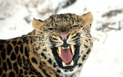 Desktop image. Animals. ID:35513