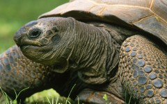 Desktop image. Animals. ID:35515