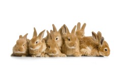Desktop image. Animals. ID:35518
