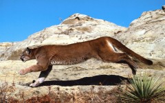 Desktop image. Animals. ID:35519
