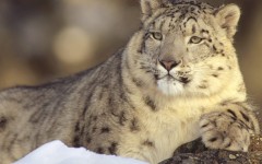 Desktop image. Animals. ID:35520
