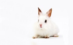 Desktop image. Animals. ID:35521