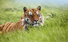 Desktop image. Animals. ID:35523