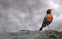 Desktop wallpaper. Animals. ID:35533