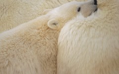 Desktop wallpaper. Animals. ID:35535