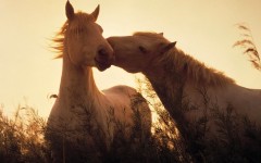 Desktop wallpaper. Animals. ID:35536