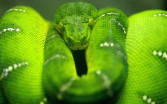 Desktop wallpaper. Animals. ID:35538