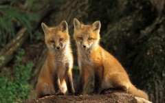 Desktop wallpaper. Animals. ID:35539