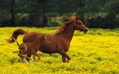 Desktop wallpaper. Animals. ID:35541