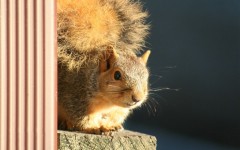 Desktop wallpaper. Animals. ID:35543