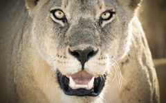 Desktop wallpaper. Animals. ID:35544