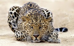 Desktop wallpaper. Animals. ID:35545
