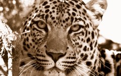 Desktop wallpaper. Animals. ID:35548