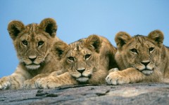 Desktop wallpaper. Animals. ID:35587