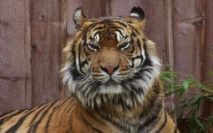 Desktop wallpaper. Animals. ID:35588