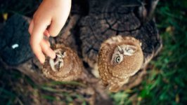 Desktop image. Animals. ID:97873