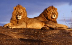 Desktop wallpaper. Animals. ID:35592