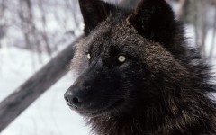 Desktop wallpaper. Animals. ID:35594