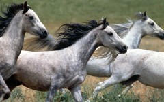 Desktop wallpaper. Animals. ID:35598