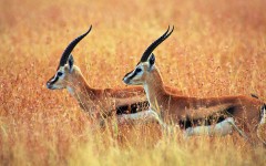 Desktop wallpaper. Animals. ID:35599