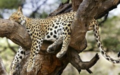 Desktop wallpaper. Animals. ID:35600