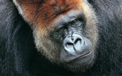 Desktop wallpaper. Animals. ID:35602
