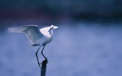 Desktop wallpaper. Animals. ID:35605