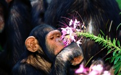 Desktop wallpaper. Animals. ID:35606