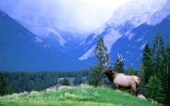 Desktop wallpaper. Animals. ID:35608
