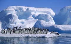 Desktop wallpaper. Animals. ID:35609